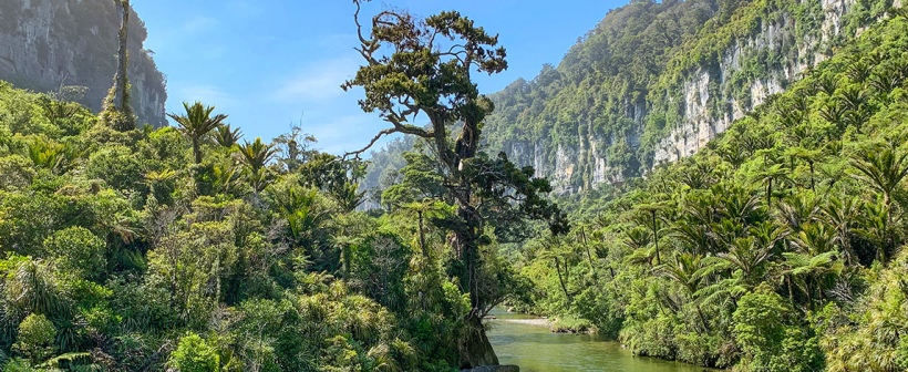 Paparoa National Park New Zealand