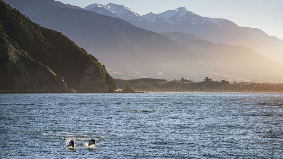Dolphins in Kaikoura