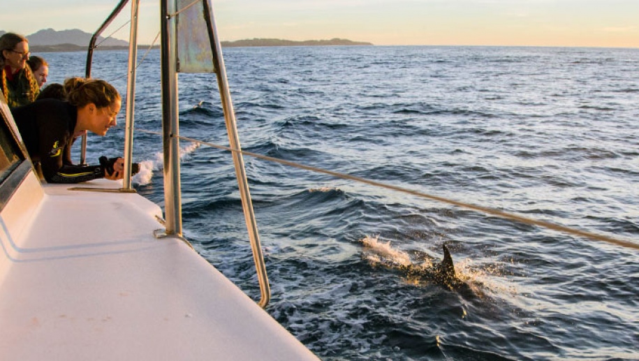 Dolphins at sunrise on a New Zealand adventure