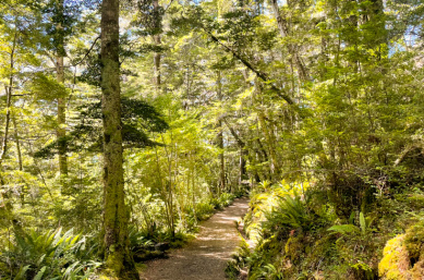2. Beautiful green beech forest on Kepler Track copy 2