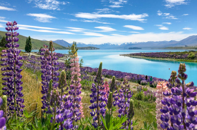 3 lupins flowering in lake tekapo4