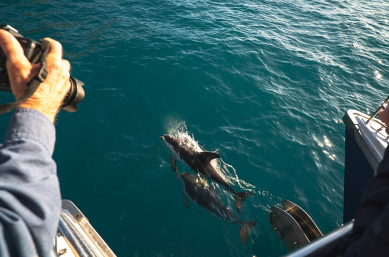 Dolphin sightings at Akaroa
