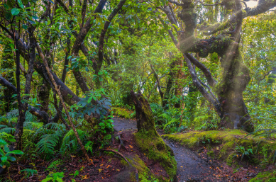 New Zealand North Island Forest2