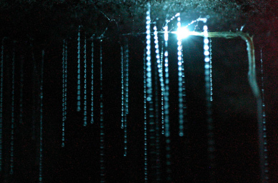 Spellbound glowworm threads