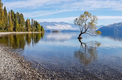 That Wanaka Tree on an adventure trip New Zealand