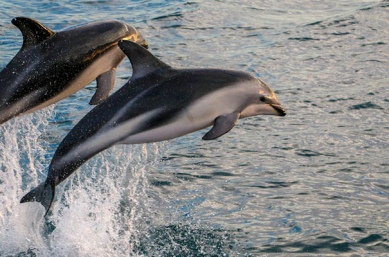 Dolphins jumping at Kaikoura on a tour New Zealand