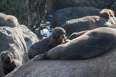 fur seals martins bay new zealand luxury tours2