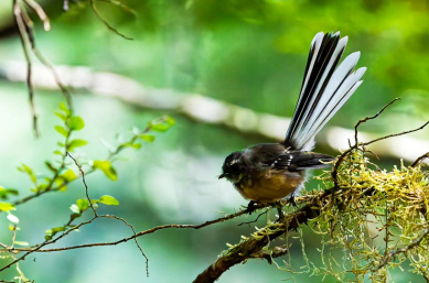 new zealand native bird fantail