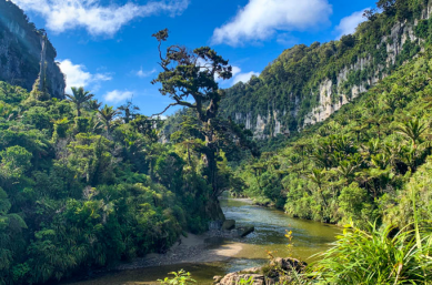 paparoa track3