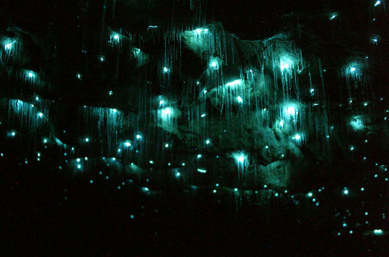 spellbound waitomo glowworm caves waikato3