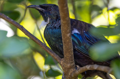 tui bird in tree