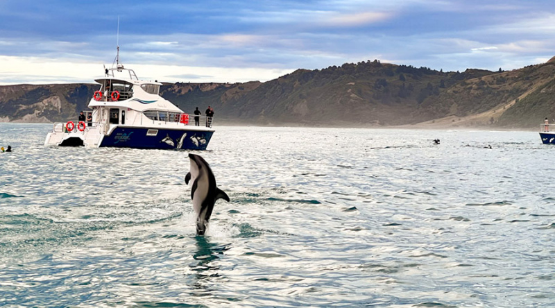 Dolphin Swim Kaikoura
