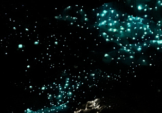 Glowworms in Waitomo Caves