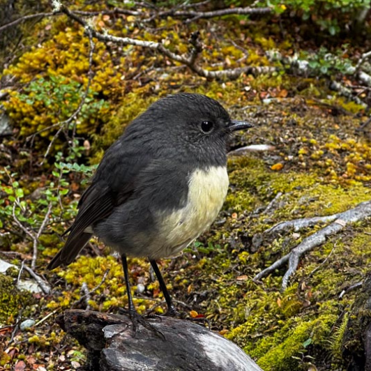 Bird Routeburn Track 18MAR25